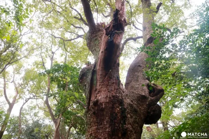 Ikuta Shrine: 5 Reasons to Visit This Power Spot in Kobe