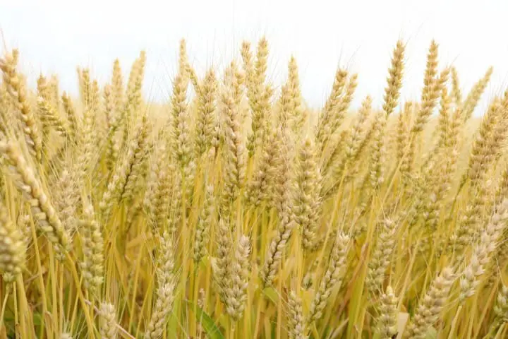 啤酒、发泡酒傻傻分不清 日本罐装啤酒种类大解析