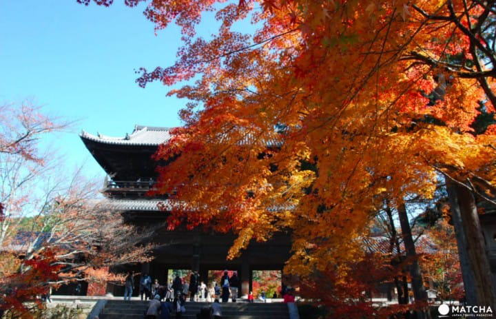 【京都】赏枫旺季时最快的移动方式！地铁东西线赏枫篇
