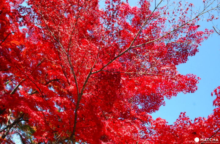 【京都】赏枫旺季时最快的移动方式！地铁东西线赏枫篇