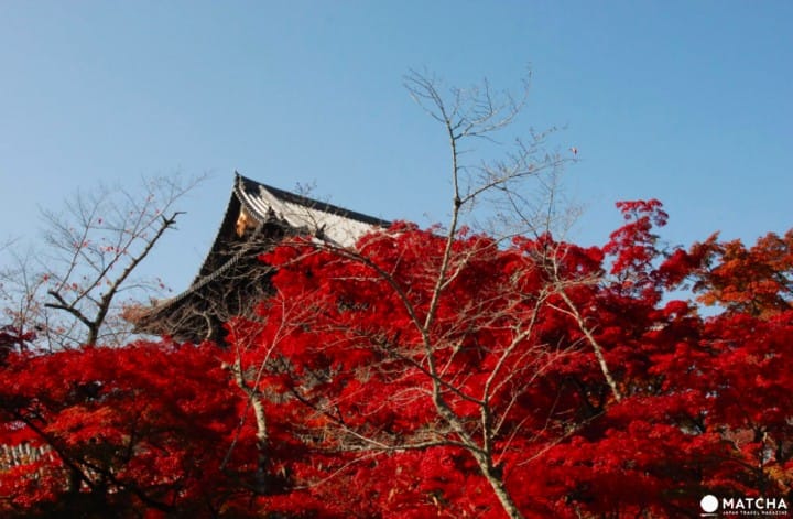 【京都】賞楓旺季時最快的移動方式！地鐵東西線賞楓篇