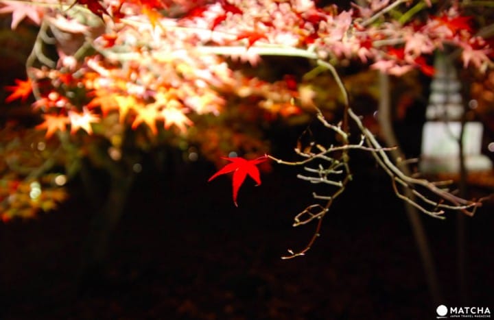 【京都】赏枫旺季时最快的移动方式!地铁东西线赏枫篇