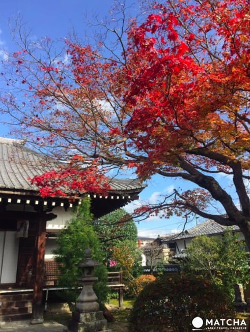 【京都】赏枫旺季时最快的移动方式!地铁东西线赏枫篇