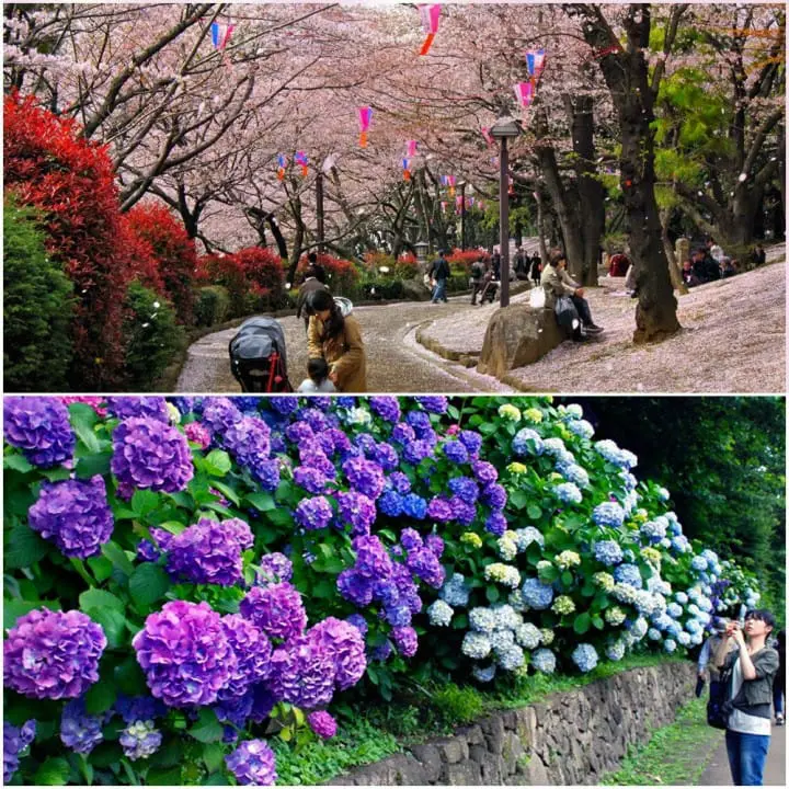 เที่ยวย้อนยุคหนึ่งวันในโตเกียวกับรถรางสายอาราคาวะ ชมกุหลาบสวยๆ ในฤดูใบไม้ร่วง