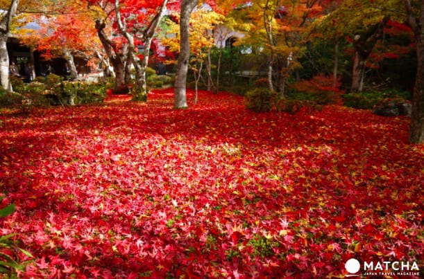 【关西】这样玩最划算！搭乘京坂电车从早到晚打卡、踩点、吃美食