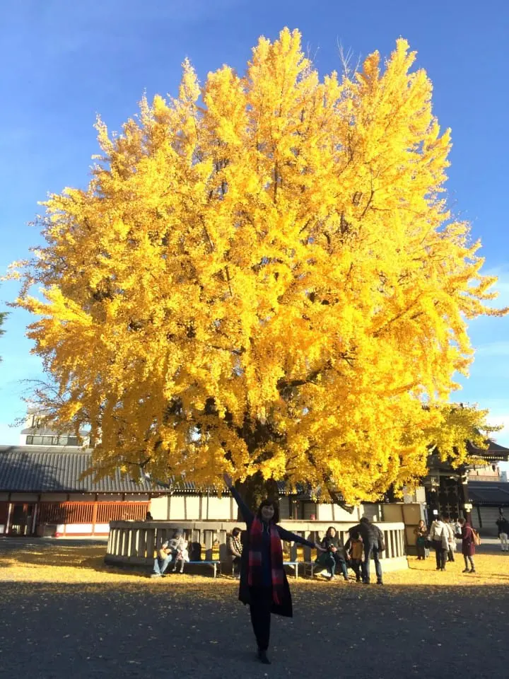 秋季限定!被金色銀杏覆蓋的老城市 京都銀杏名所推薦