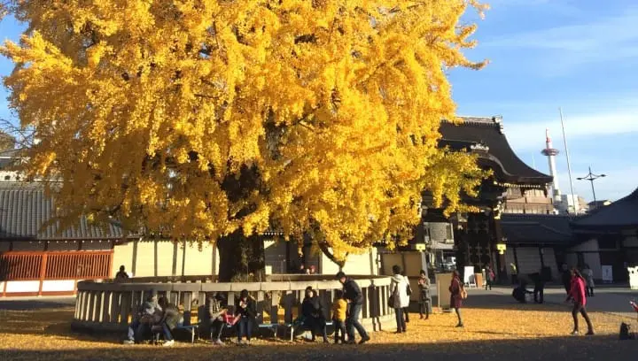 秋季限定!被金色銀杏覆蓋的老城市 京都銀杏名所推薦