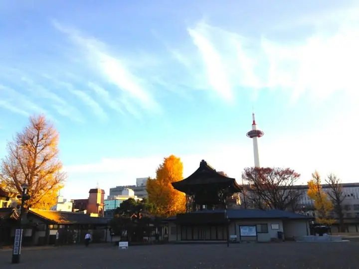 秋季限定!被金色銀杏覆蓋的老城市 京都銀杏名所推薦