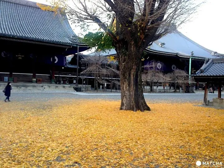 秋季限定!被金色銀杏覆蓋的老城市 京都銀杏名所推薦