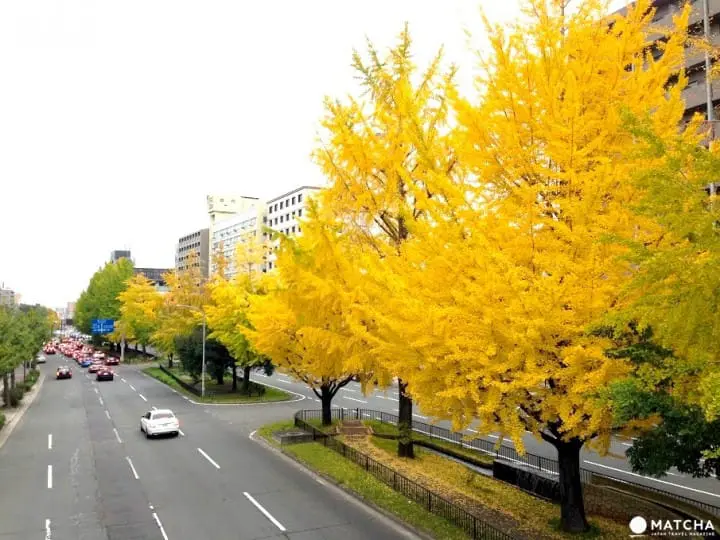 秋季限定!被金色銀杏覆蓋的老城市 京都銀杏名所推薦