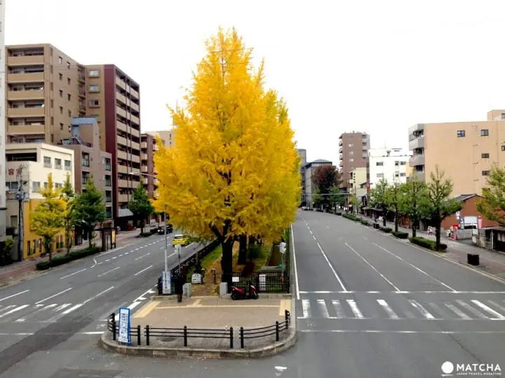 秋季限定!被金色銀杏覆蓋的老城市 京都銀杏名所推薦