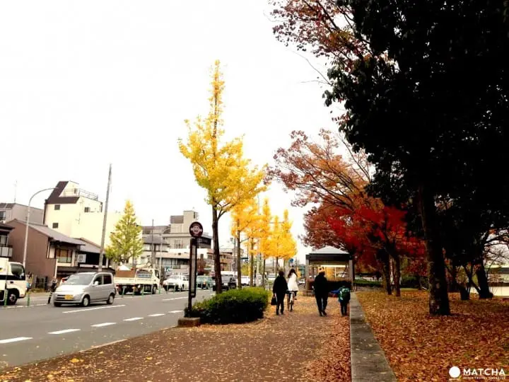 秋季限定!被金色銀杏覆蓋的老城市 京都銀杏名所推薦