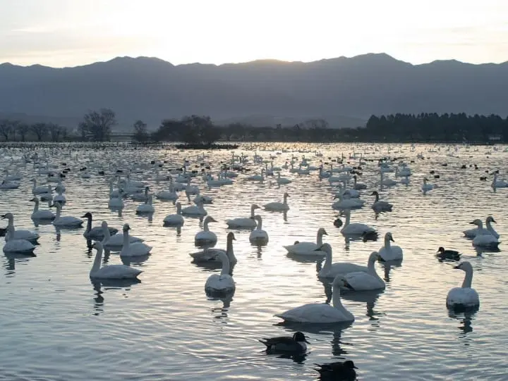雪景色の中で白鳥と出会う旅