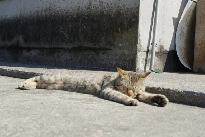 Wild Animals In Japan - Where Can You Find Them?