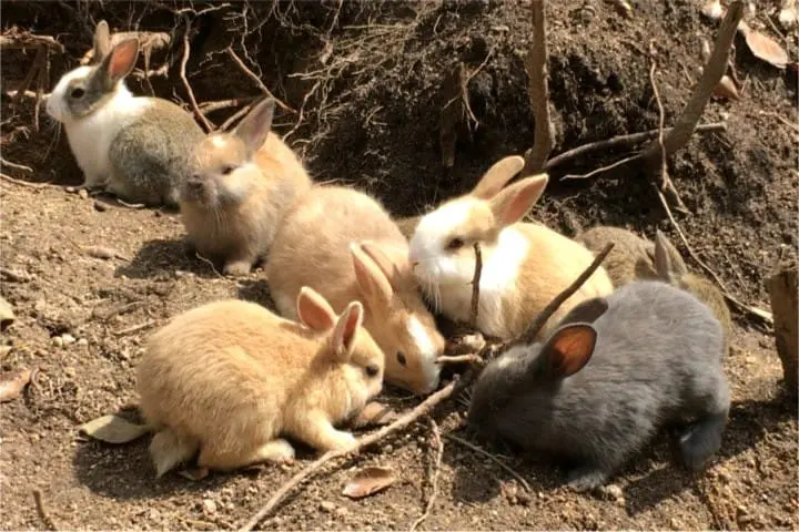 Wild Animals In Japan - Where Can You Find Them?