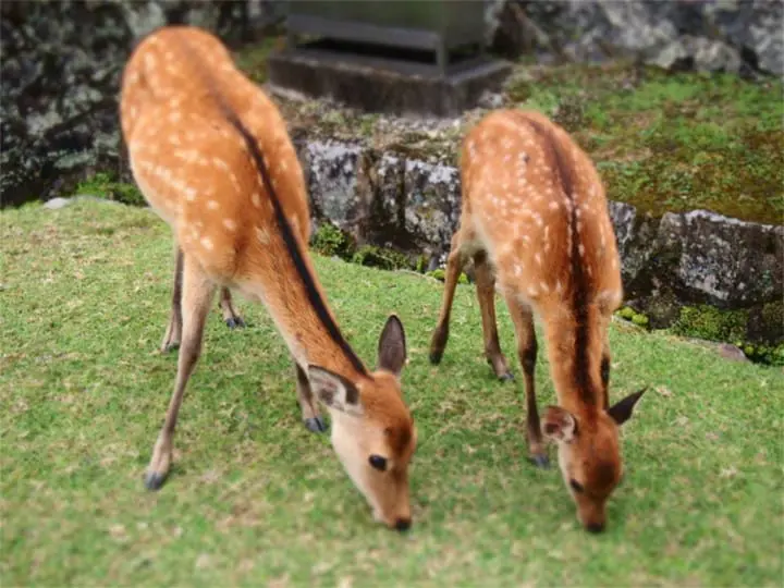 Wild Animals In Japan - Where Can You Find Them?