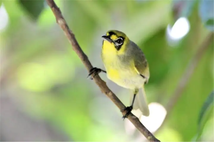 Wild Animals In Japan!? Where Can You Find Them?