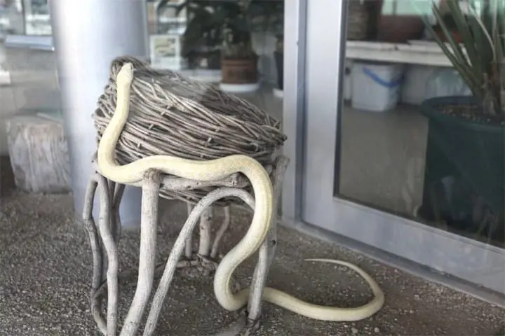 Wild Animals In Japan!? Where Can You Find Them?