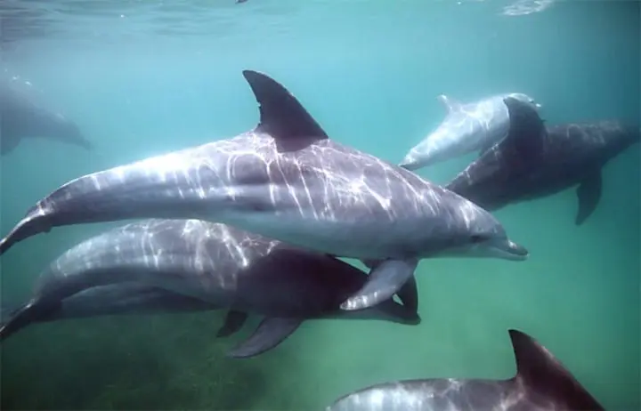 Wild Animals In Japan!? Where Can You Find Them?