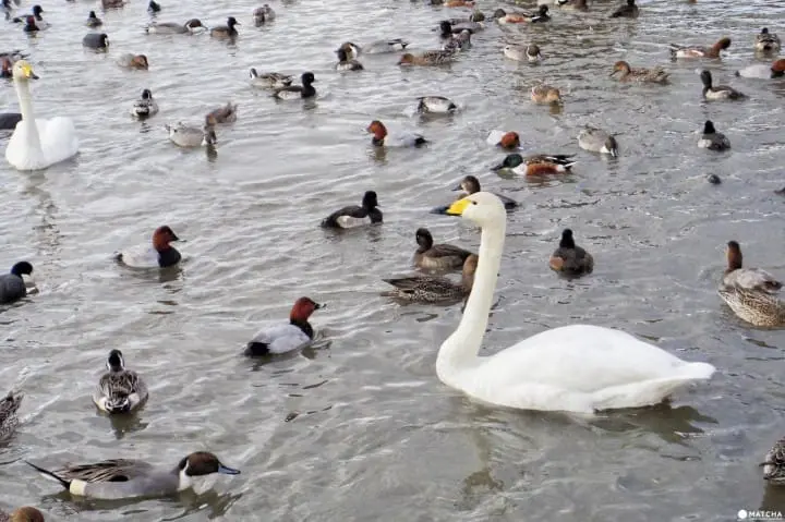 雪景色の中で白鳥と出会う旅