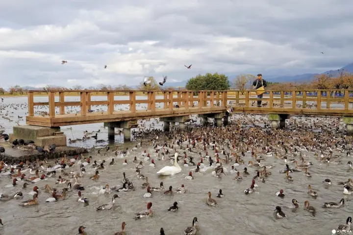 雪景色の中で白鳥と出会う旅