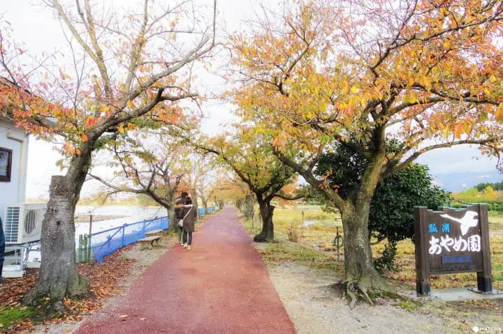 雪景色の中で白鳥と出会う旅