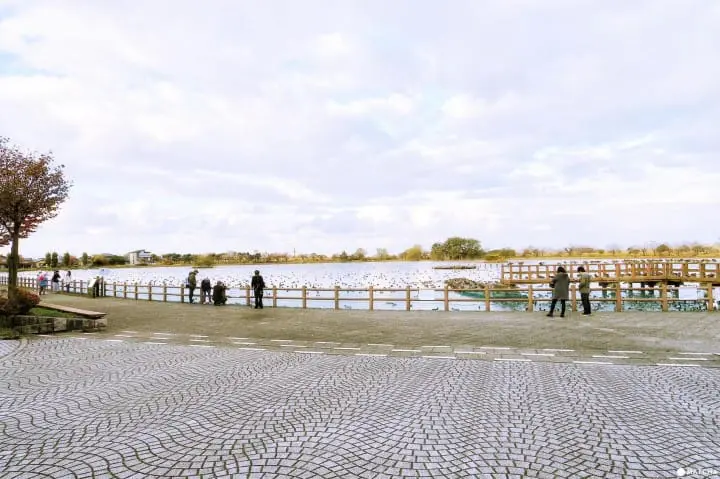 雪景色の中で白鳥と出会う旅