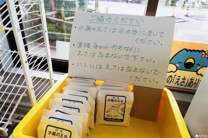 雪景色の中で白鳥と出会う旅