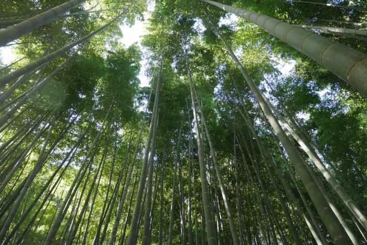 買一張小田急周遊券 跟著日劇電影走訪「鎌倉-江之島」
