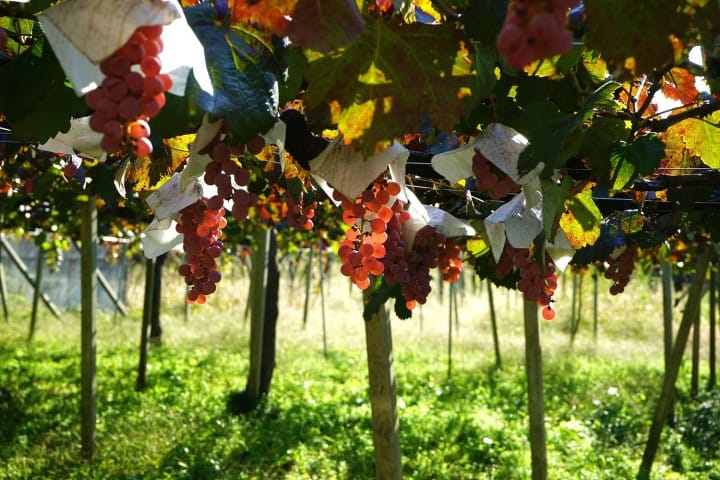 Discover Japan's Unique Wine Culture - A Day Trip To Koshu