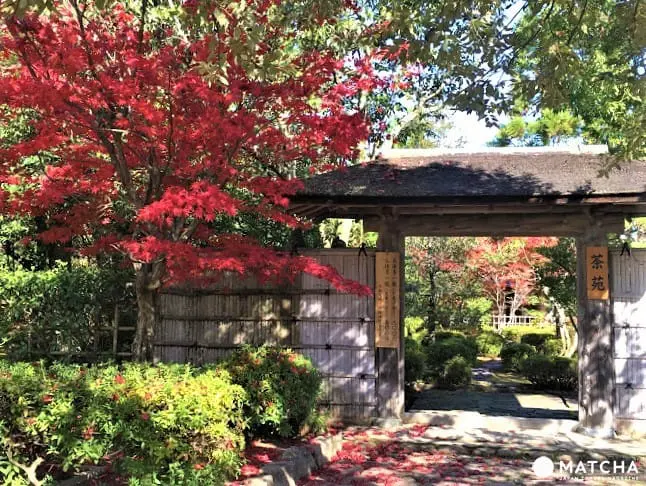 【福井】藝術之秋－越前陶藝村賞楓越前燒陶之旅