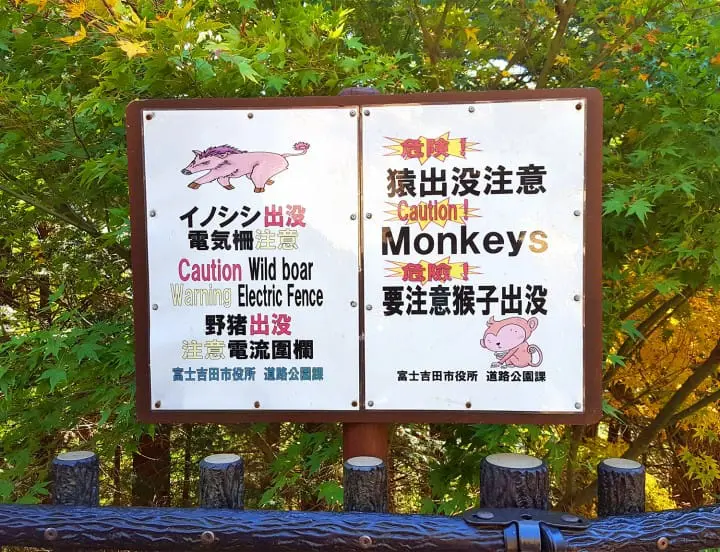 Fall in love with Mt Fuji