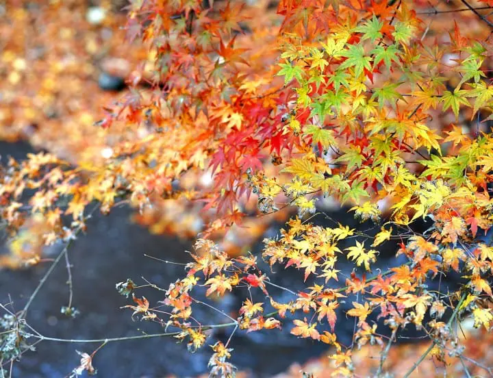 Fall in love with Mt Fuji