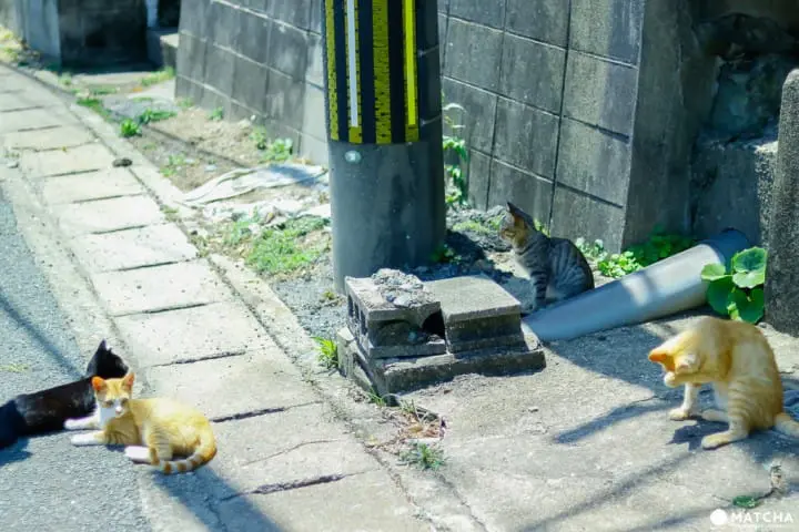 相島(ストリートの猫たち)