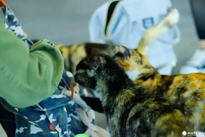 相島（猫殺到）