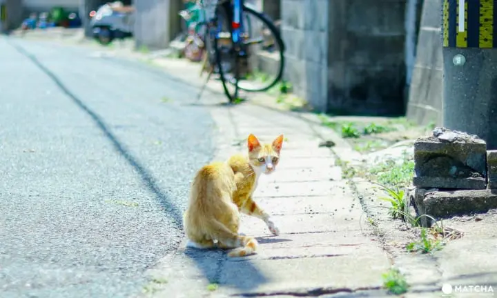 相島(猫が振り返る)