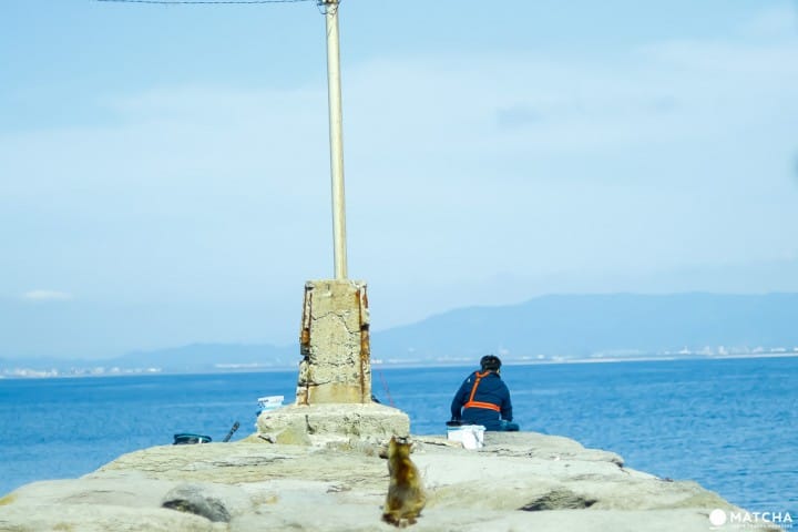 相島(釣り人と猫)