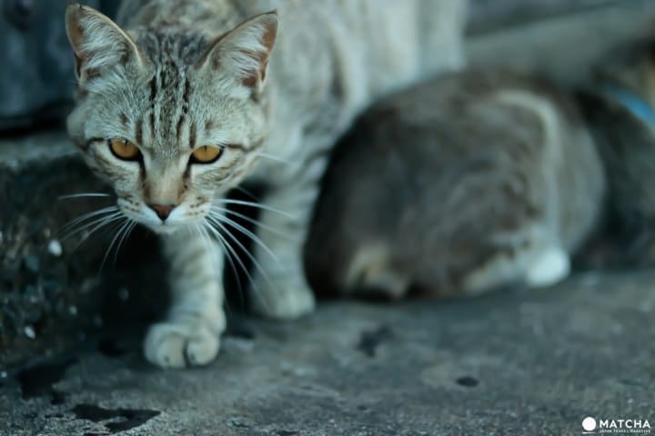 相島(猫が脅す)