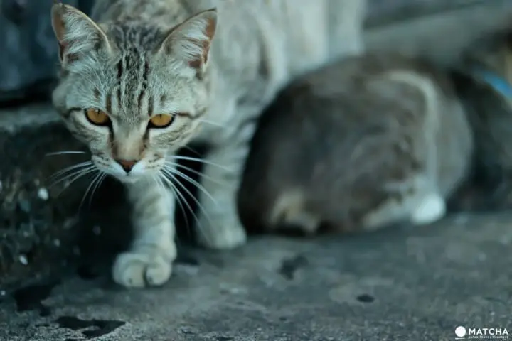 相島（猫が脅す）