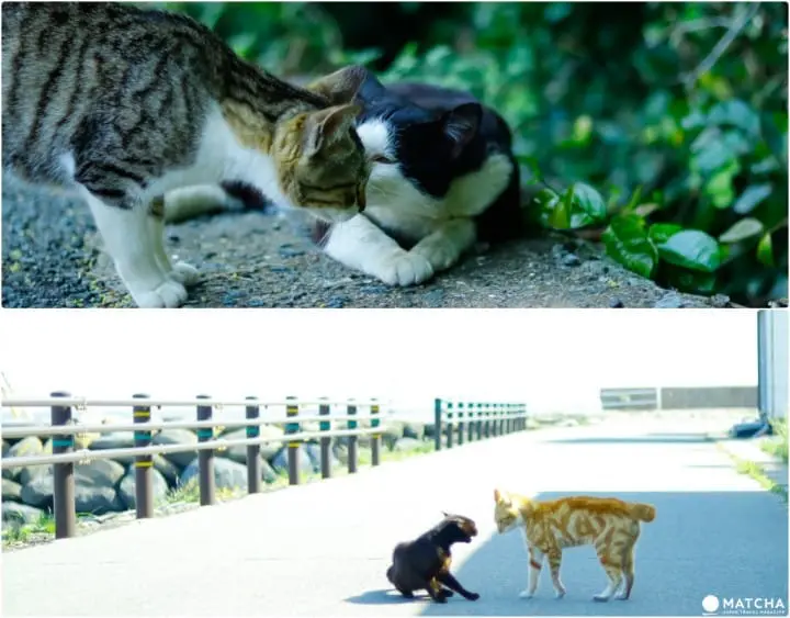 相島（喧嘩＆キスの猫）