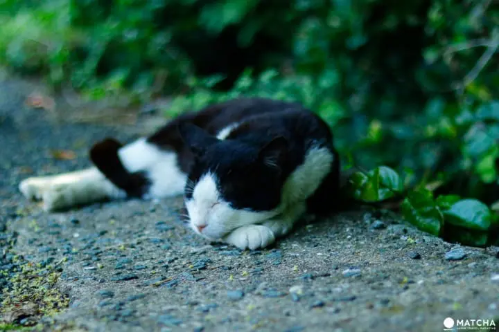 相島（猫が眠る）