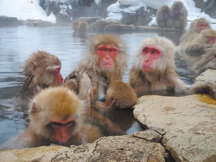 Top 10 Onsen All Over Japan You Have To Visit This Winter