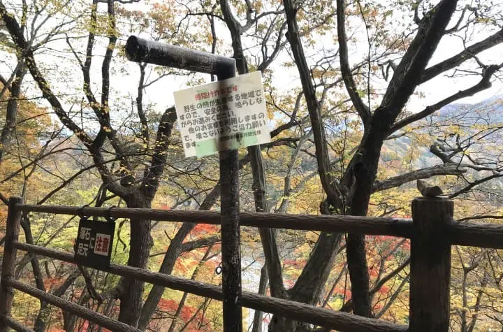 群马吹割瀑布：熊出没告示