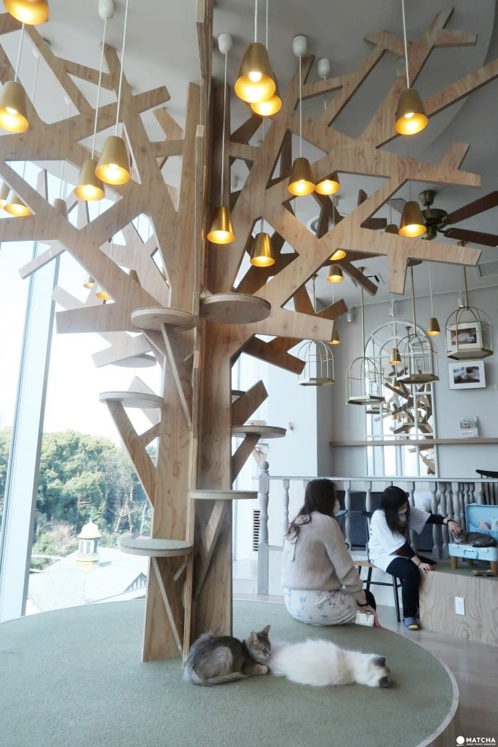 与猫咪共度时光,爱猫的你一定要来“猫咖啡 MOCHA 原宿店”