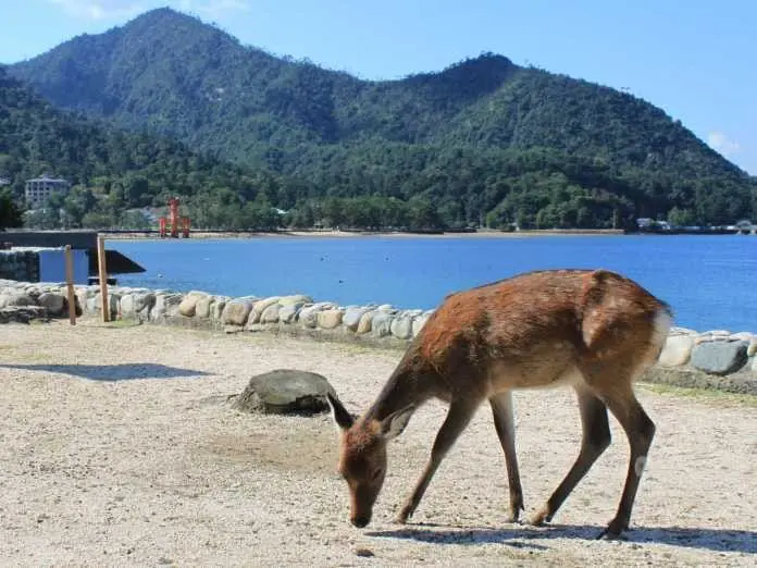 廣島 快活遊 – 宮島・本通商店街 (第五章)