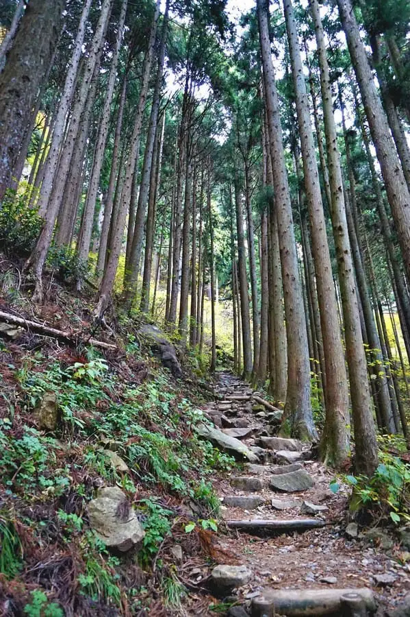 "เขามิตาเกะ" ความงามของธรรมชาติและใบไม้เปลี่ยนสีชานเมืองโตเกียว