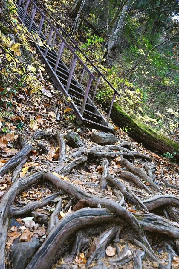 "เขามิตาเกะ" ความงามของธรรมชาติและใบไม้เปลี่ยนสีชานเมืองโตเกียว