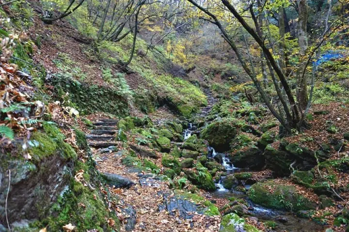 "เขามิตาเกะ" ความงามของธรรมชาติและใบไม้เปลี่ยนสีชานเมืองโตเกียว