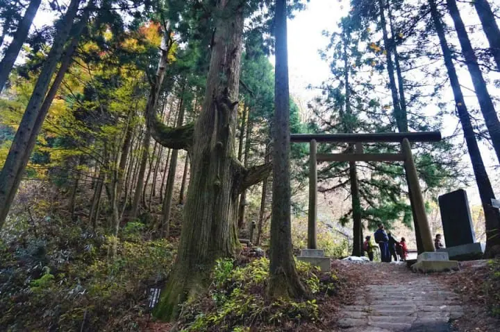 "เขามิตาเกะ" ความงามของธรรมชาติและใบไม้เปลี่ยนสีชานเมืองโตเกียว