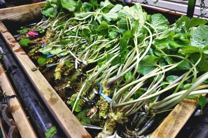 "เขามิตาเกะ" ความงามของธรรมชาติและใบไม้เปลี่ยนสีชานเมืองโตเกียว